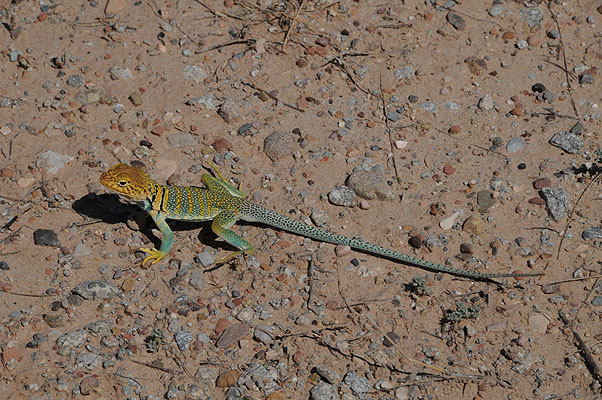 DSC_1831.jpg (4288x2848) NIKON D300 - 18-200mm f/3.5-5.6 // F13 // 1/640 sec // ISO 400 // 200,0 mm // no Flash // 2008:07:10 11:09:29 DSC_1831.jpg (4288x2848) NIKON D300 - 18-200mm f/3.5-5.6 // F13 // 1/640 sec // ISO 400 // 200,0 mm // no Flash // 2008:07:10 11:09:29